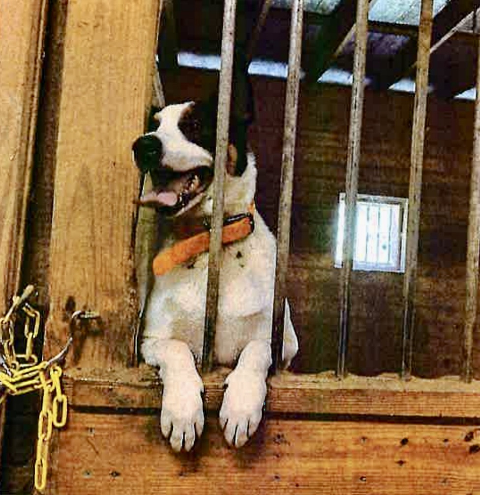 Spade, a Adoptable mixed breed in Georgetown, TN image 3/5