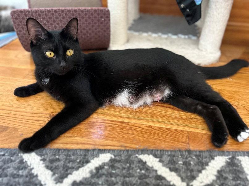 Lily Mae, a Adopted Domestic Short Hair in Nashville, TN image 1/3