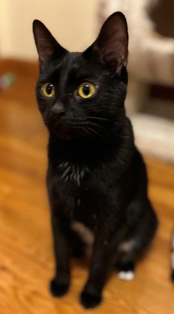 Lily Mae, a Adopted Domestic Short Hair in Nashville, TN image 2/3