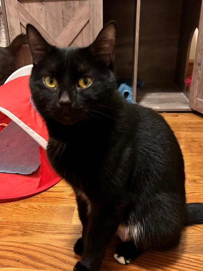 Lily Mae, a Adopted Domestic Short Hair in Nashville, TN image 3/3