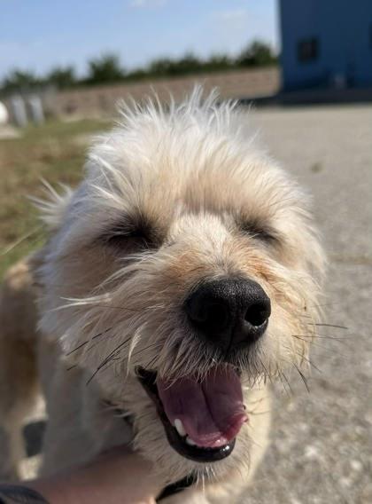 Chiquilin, Adoptable, Adult Male Shih Tzu & Mixed Breed.