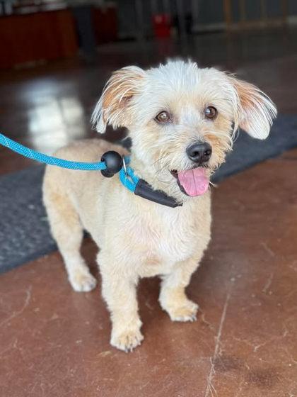 Chiquilin, a Adoptable mixed breed in Visalia, CA image 2/3