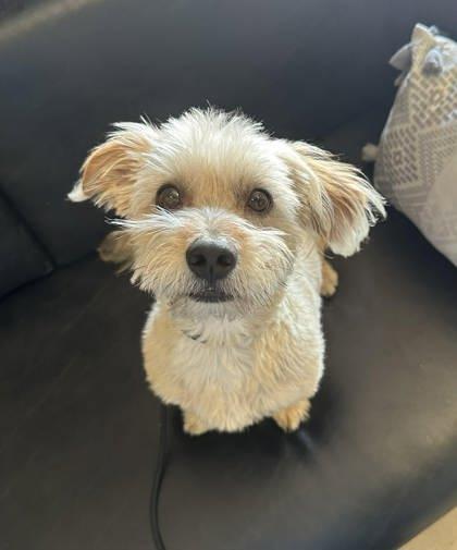Chiquilin, a Adoptable mixed breed in Visalia, CA image 3/3