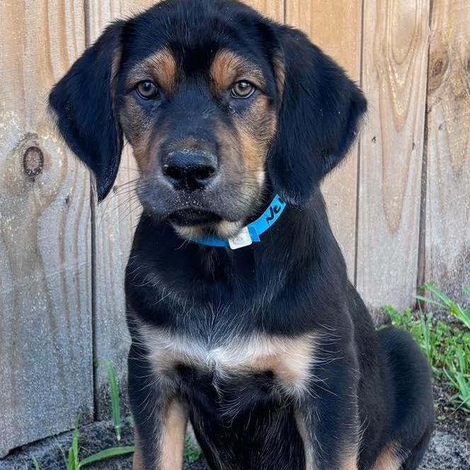 Enlarge Gunner, a ADOPTABLE mixed breed in Saint Petersburg, FL image 1/1
