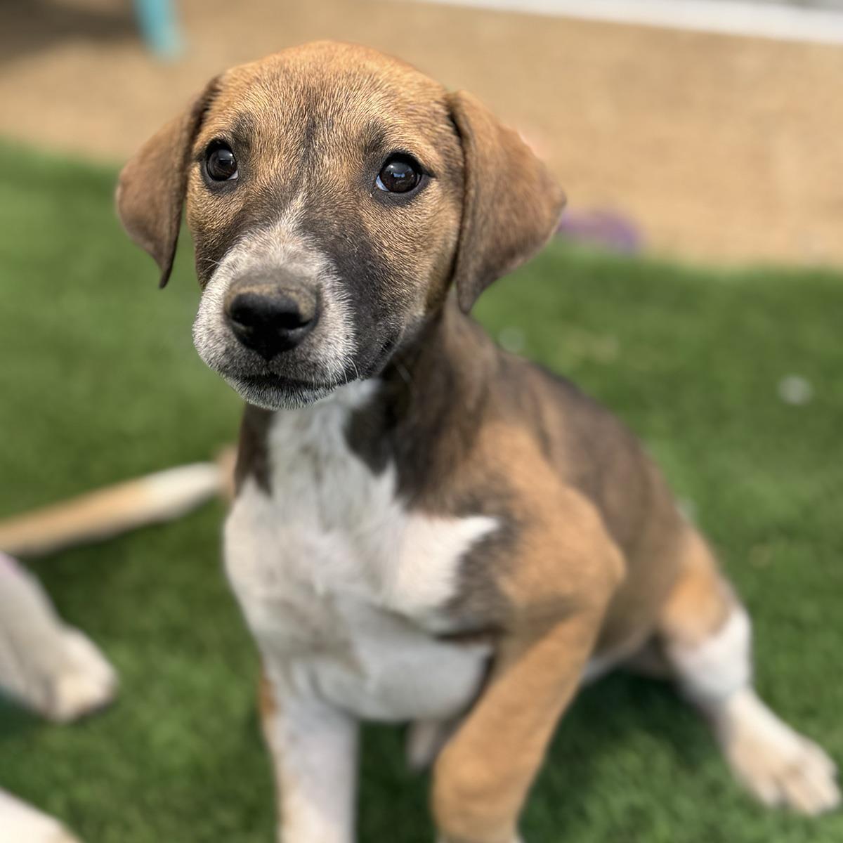Enlarge Boho Pup - Chic, a Adoptable mixed breed in San Diego, CA image 1/2