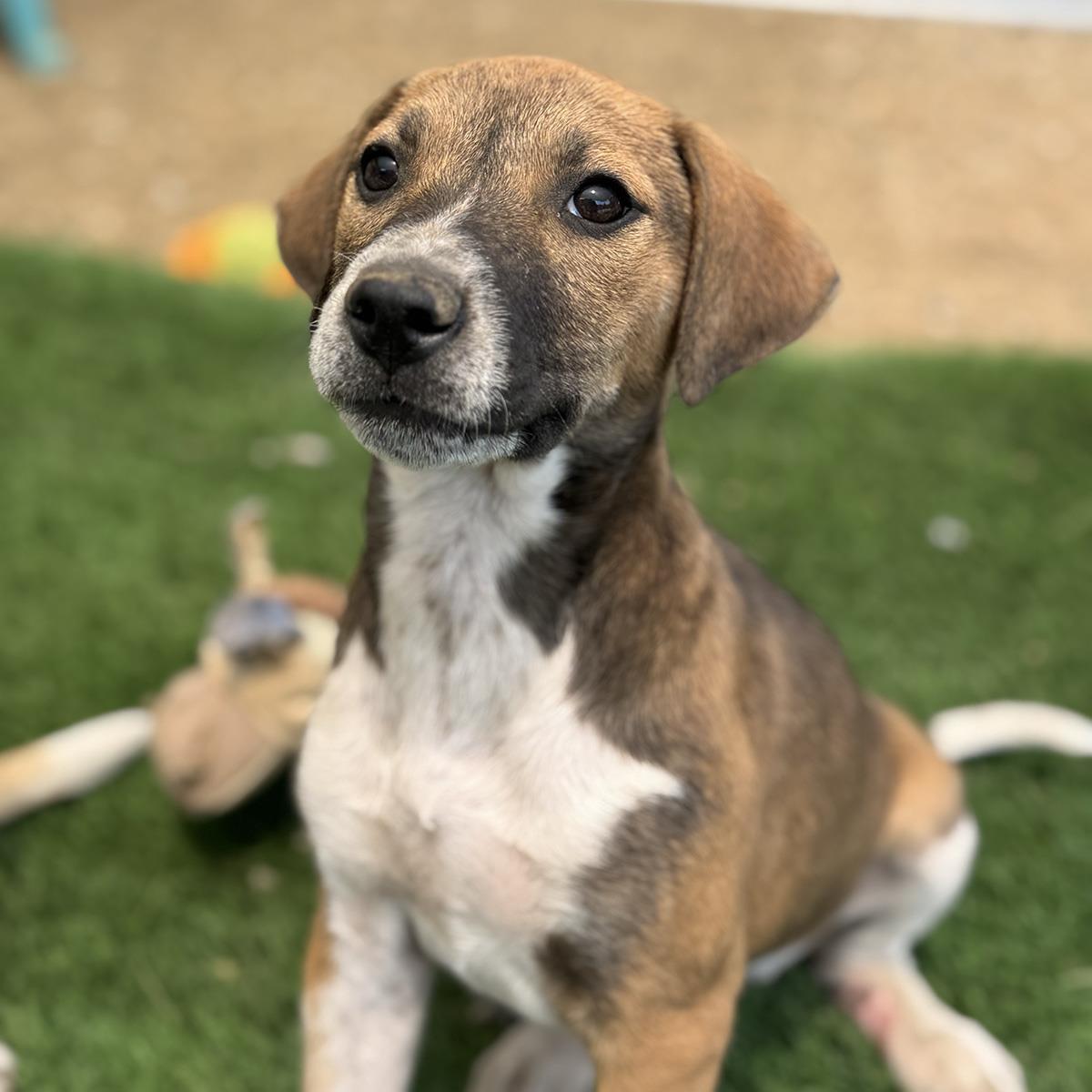 Enlarge Boho Pup - Chic, a Adoptable mixed breed in San Diego, CA image 2/2