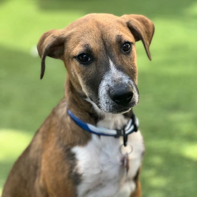 Boho Pup - Chic, a Adoptable mixed breed in San Diego, CA image 2/3