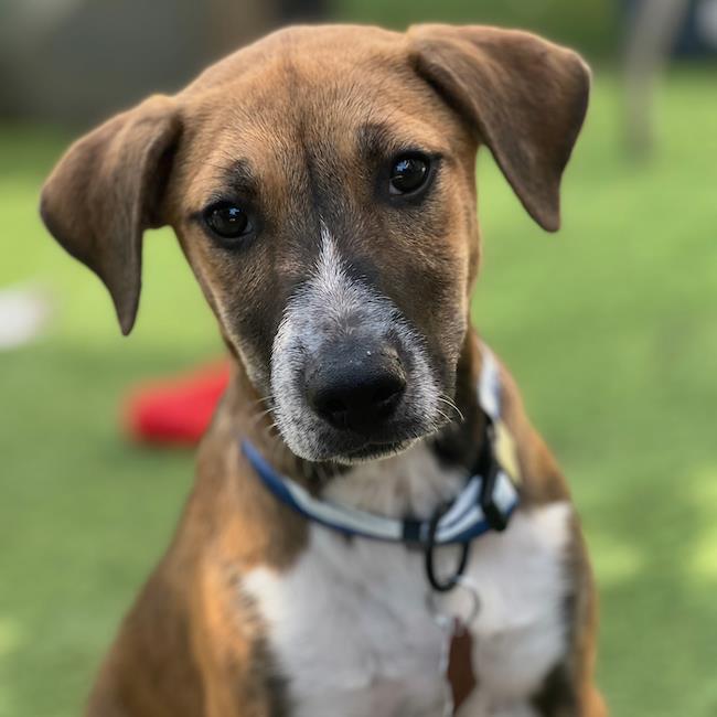 Boho Pup - Chic, a Adoptable mixed breed in San Diego, CA image 3/3