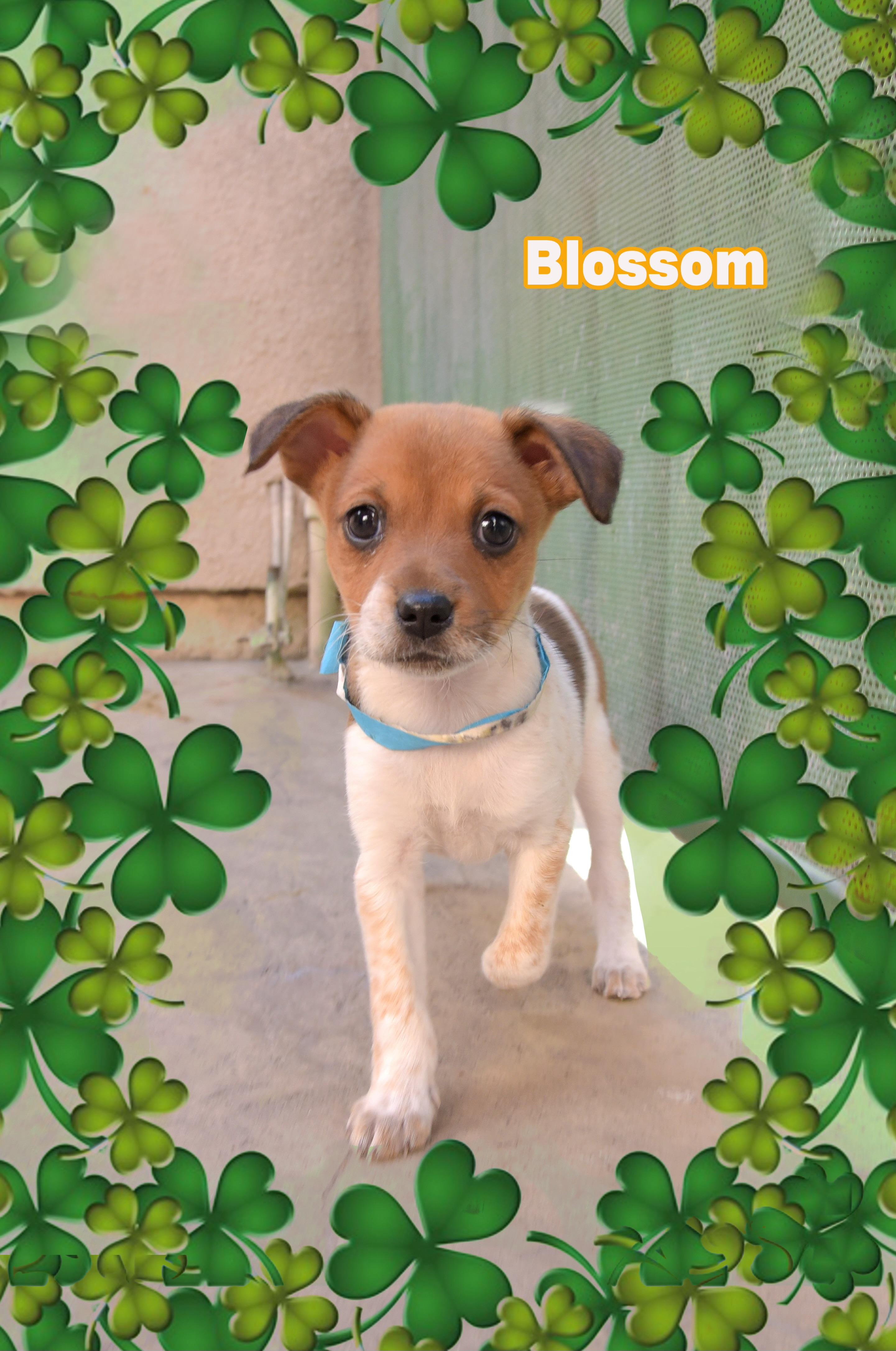 Blossom, ADOPTABLE, Puppy Female Chihuahua.