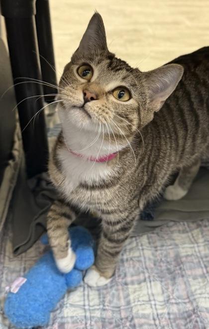 Bretta, Adoptable, Kitten Female Domestic Short Hair & Domestic Short Hair.