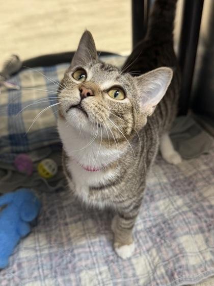 Bretta, a Adoptable Domestic Short Hair in Grapevine, TX image 3/3