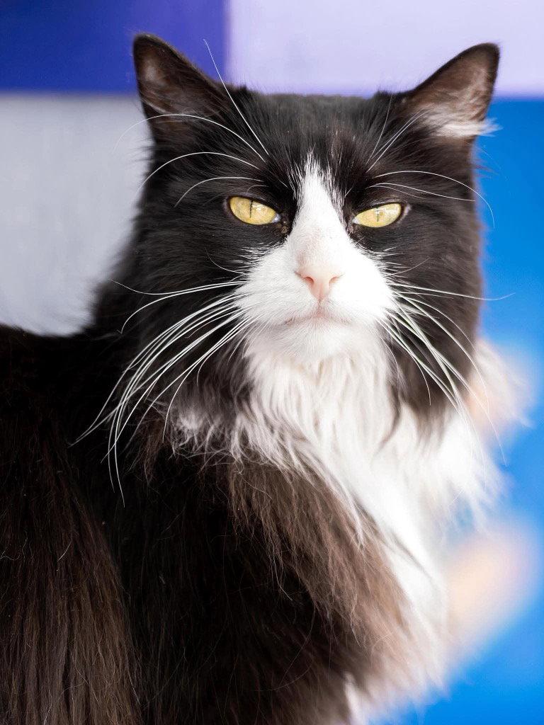 Enlarge Fancy, a Adoptable mixed breed in Saint George, UT image 1/3