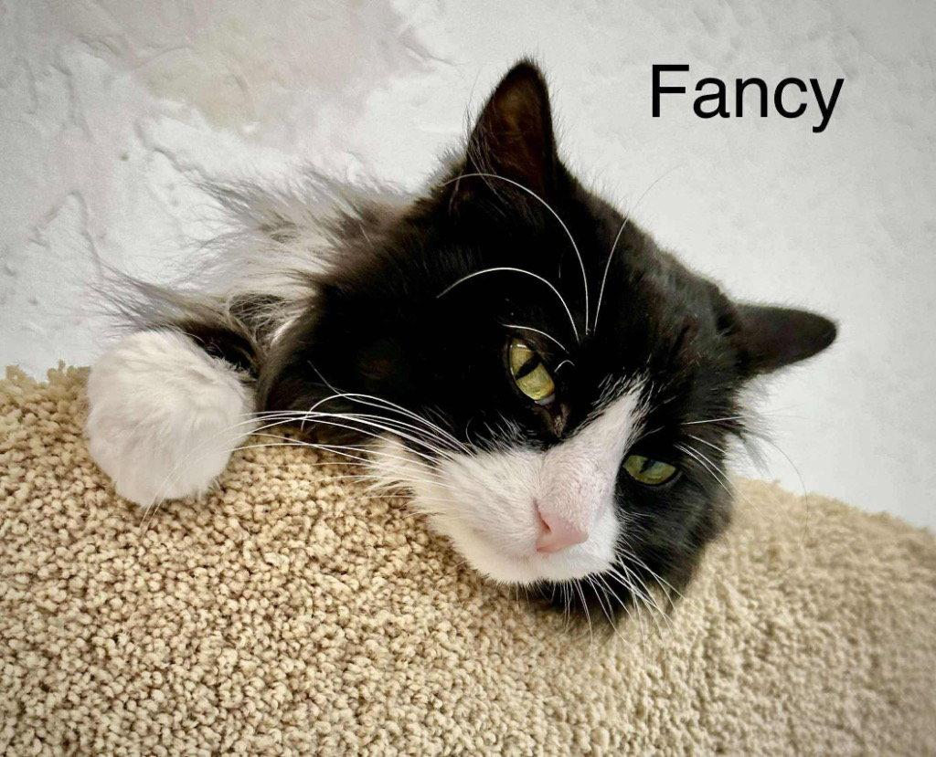 Enlarge Fancy, a Adoptable mixed breed in Saint George, UT image 2/3