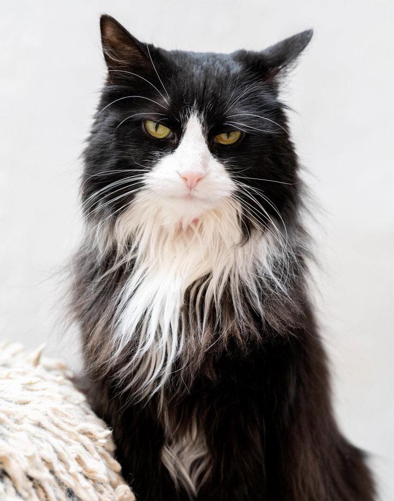 Enlarge Fancy, a Adoptable mixed breed in Saint George, UT image 3/3