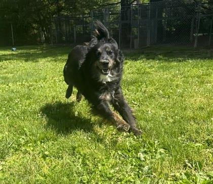 Douglas, Adoptable, Young Male Shepherd & Mixed Breed.