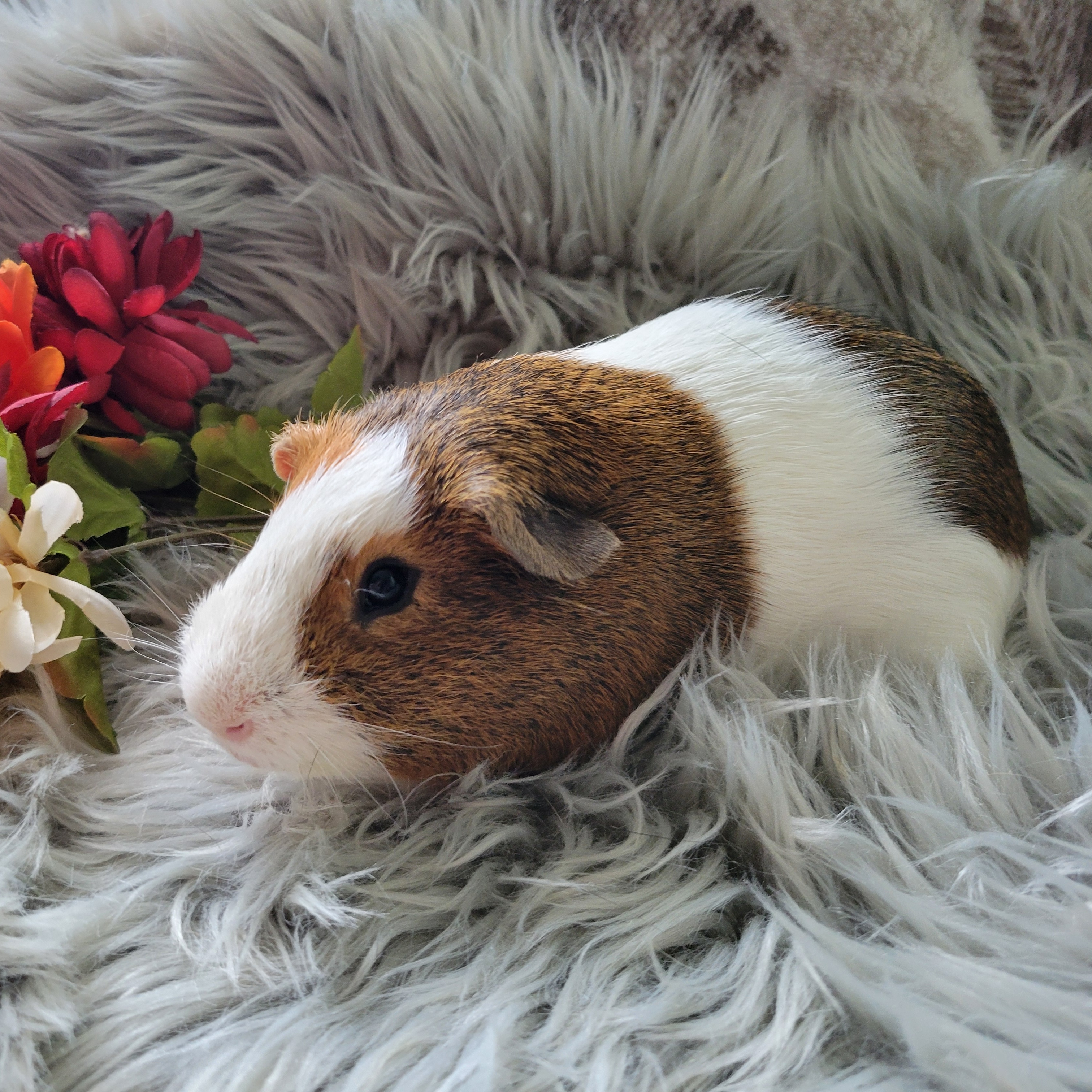 Crackers, a Adoptable Guinea Pig in Olympia, WA image 2/6