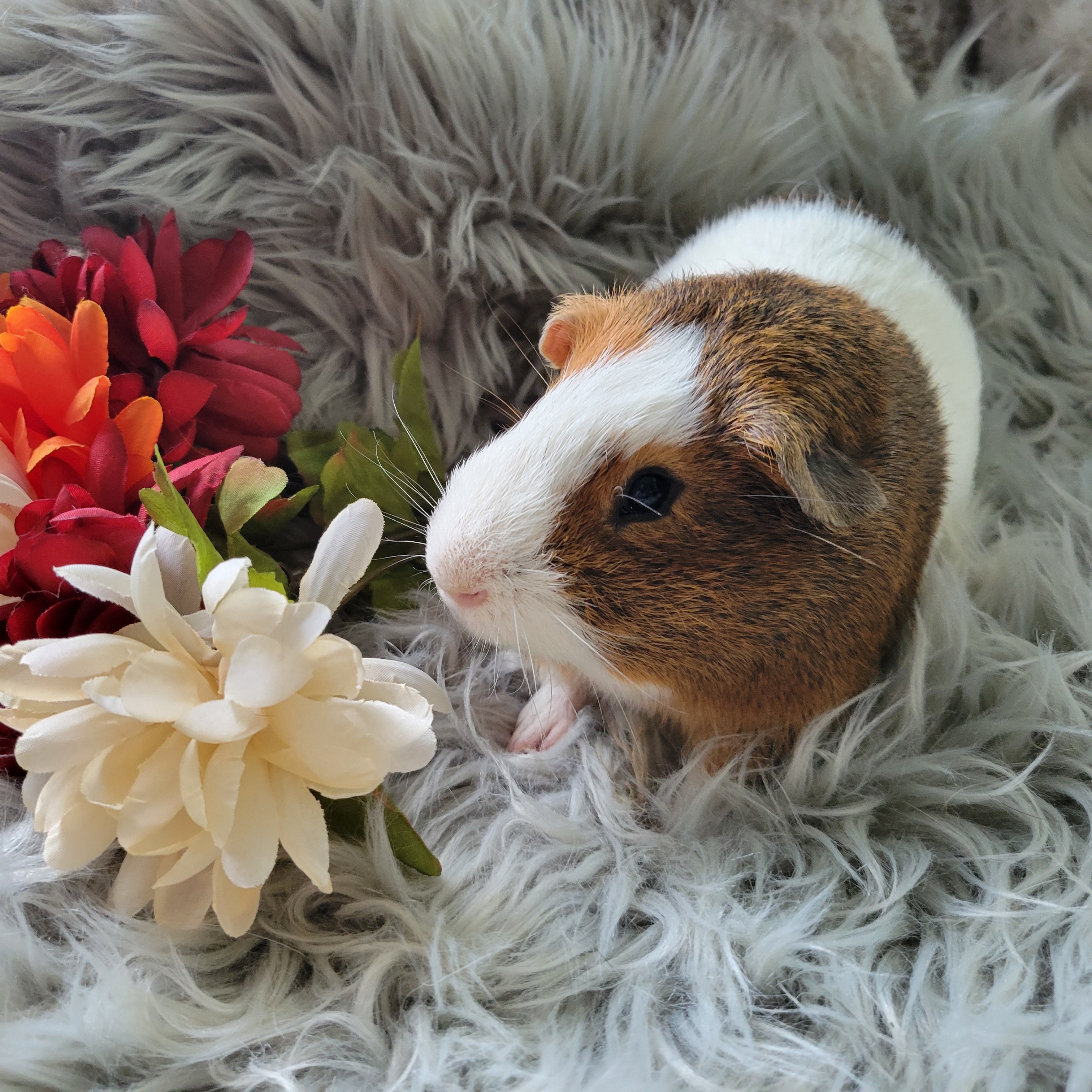 Crackers, a Adoptable Guinea Pig in Olympia, WA image 3/6