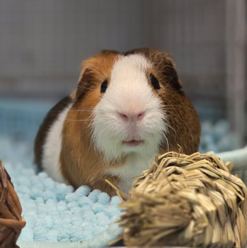 Crackers, a Adoptable Guinea Pig in Olympia, WA image 6/6