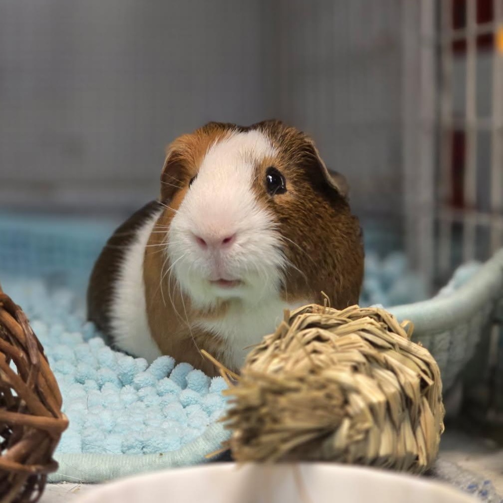Crackers, a Adoptable Guinea Pig in Olympia, WA image 1/6
