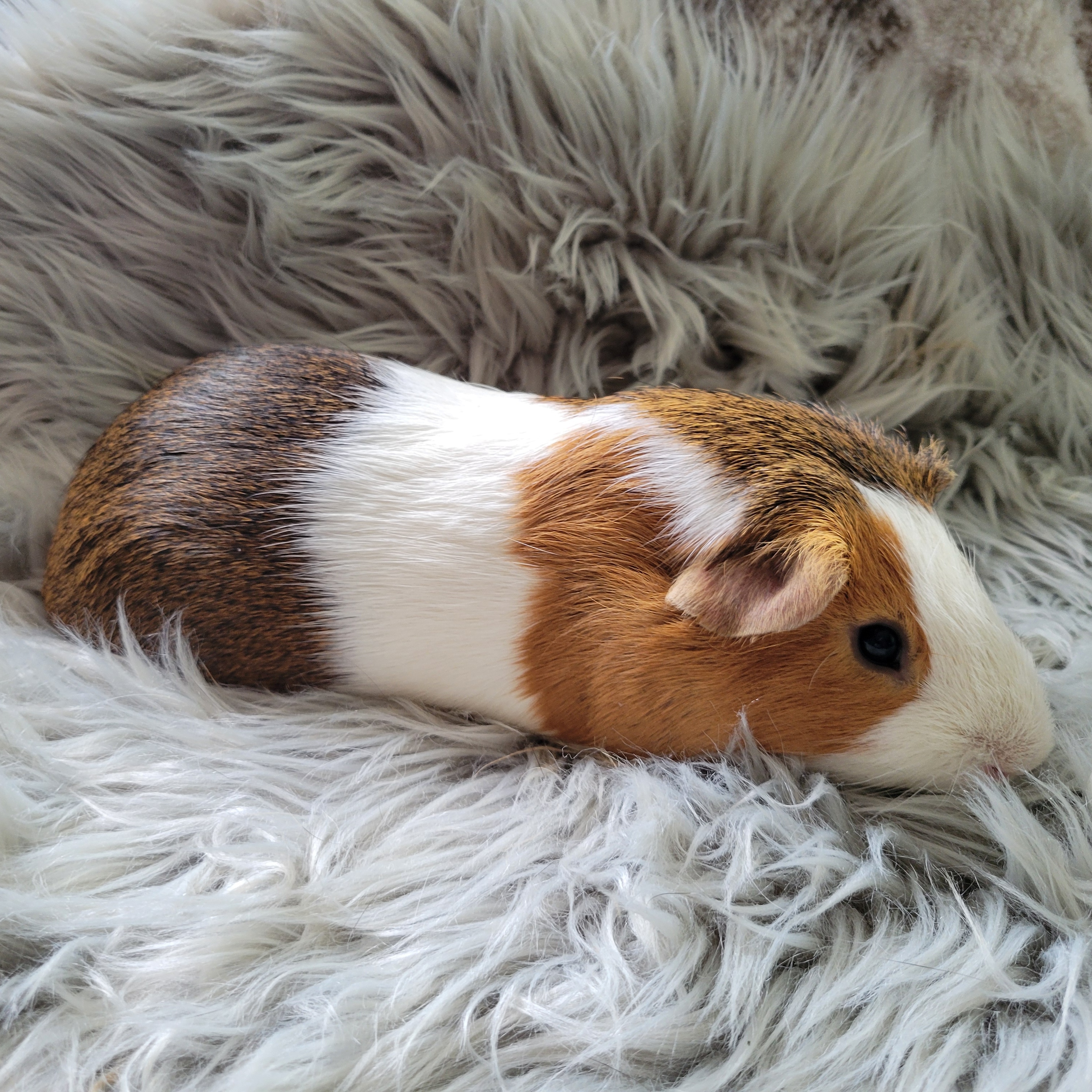 Crackers, a Adoptable Guinea Pig in Olympia, WA image 4/6