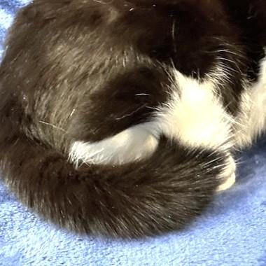 LOVING LEMUR - SNUGGLY SIBERIAN! — thumbnail 2