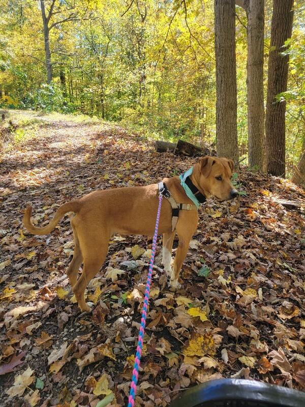 Enlarge PeanutButter, a Adoptable Mixed Breed in Miamitown, OH image 4/4