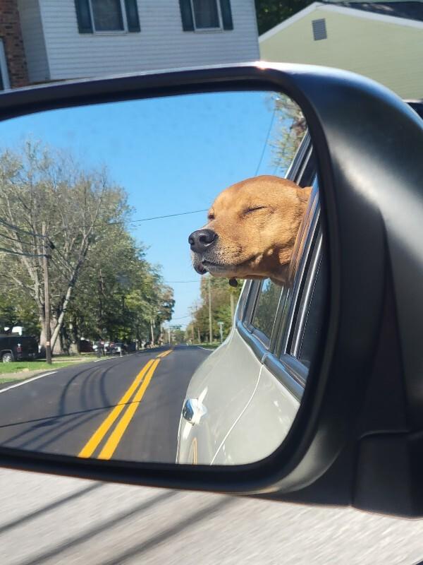 Enlarge PeanutButter, a Adoptable Mixed Breed in Miamitown, OH image 3/4