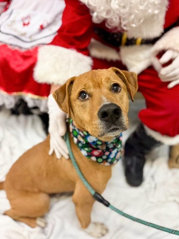 Enlarge PeanutButter, a Adoptable Mixed Breed in Miamitown, OH image 1/4
