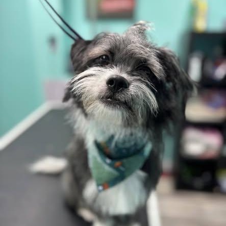 Enlarge Chicco, a ADOPTABLE mixed breed in St Thomas, ON image 2/3