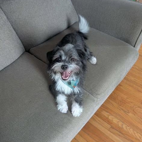 Enlarge Chicco, a ADOPTABLE mixed breed in St Thomas, ON image 1/3