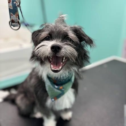 Enlarge Chicco, a ADOPTABLE mixed breed in St Thomas, ON image 3/3