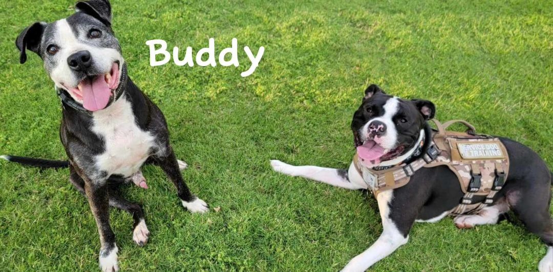 Enlarge Buddy, a Adoptable mixed breed in Running Springs, CA image 1/4