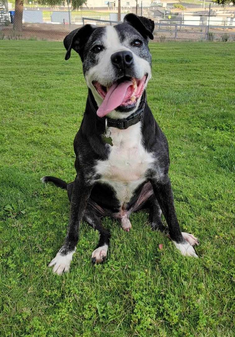 Enlarge Buddy, a Adoptable mixed breed in Running Springs, CA image 2/4