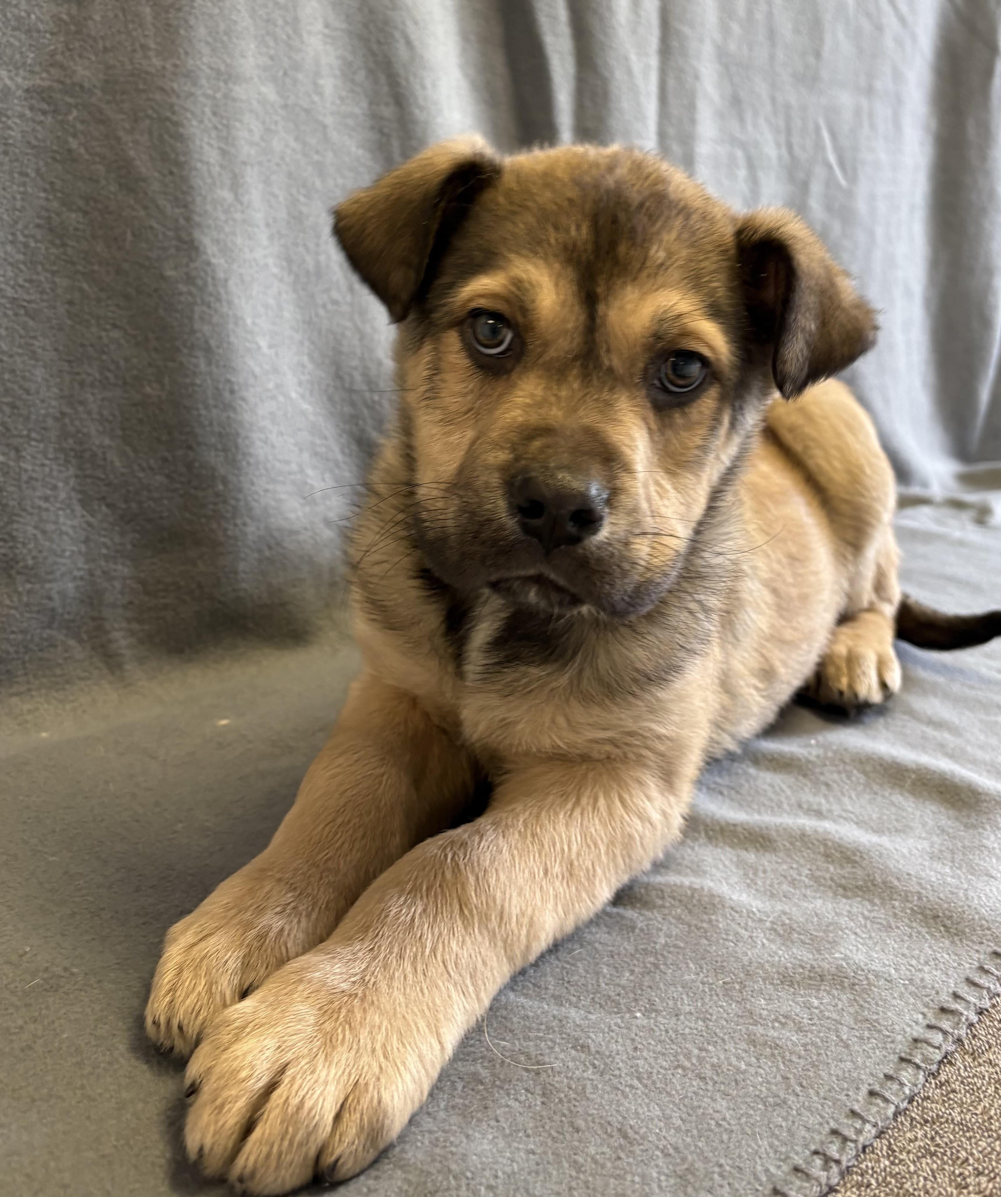 Paddy, adopted, Young Male German Shepherd Dog.
