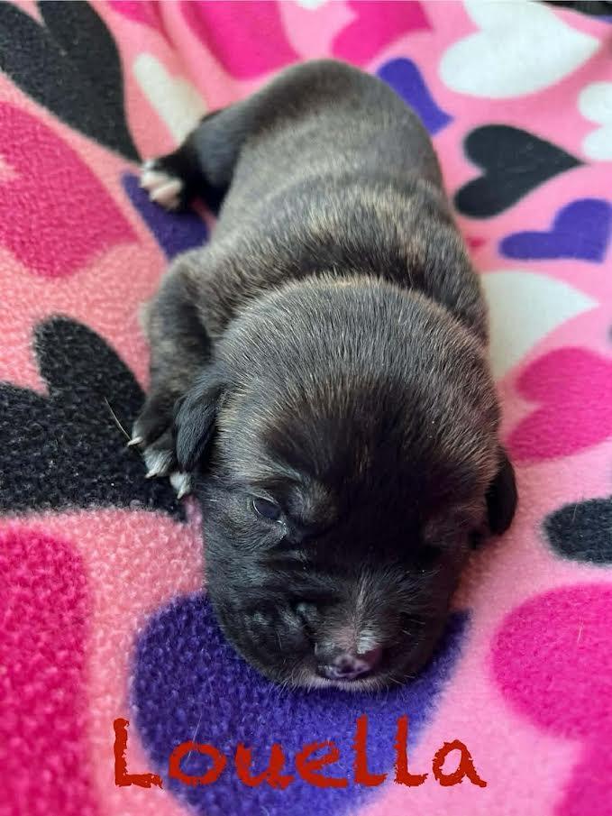 Louella, a ADOPTABLE mixed breed in Archbold , OH image 1/2