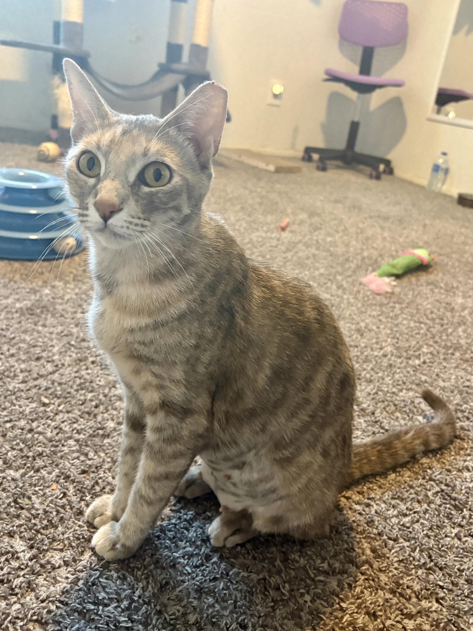 Enlarge Marie, a Adoptable Dilute Tortoiseshell in Phoenix, AZ image 3/3