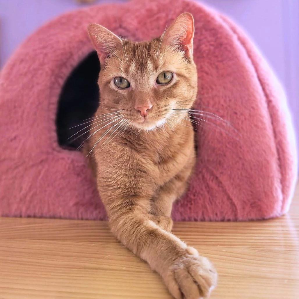 Sunrise 7330, a Adoptable Domestic Short Hair in Lansing, MI image 1/6