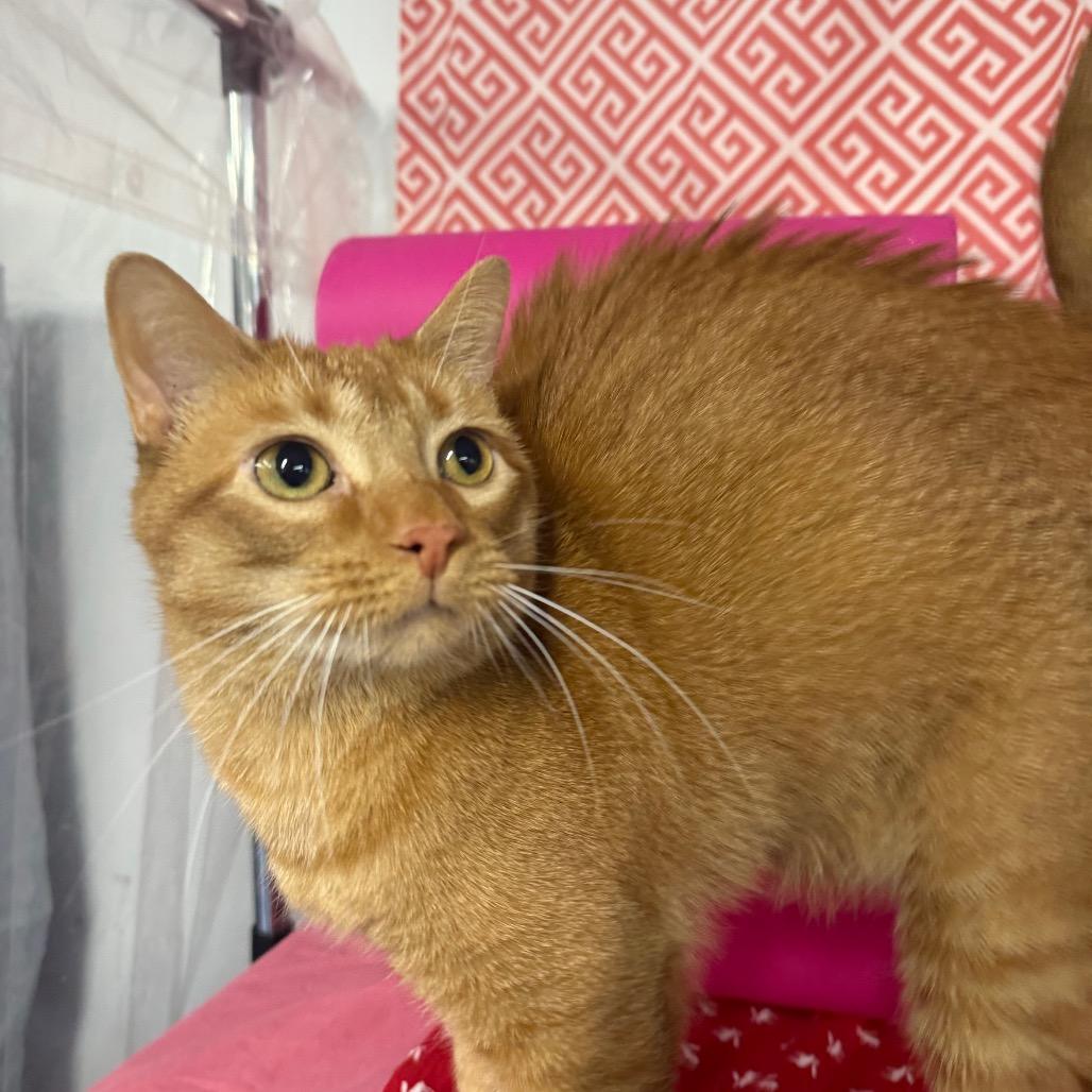 Sunrise  7330, Adoptable, Adult Male Domestic Short Hair.