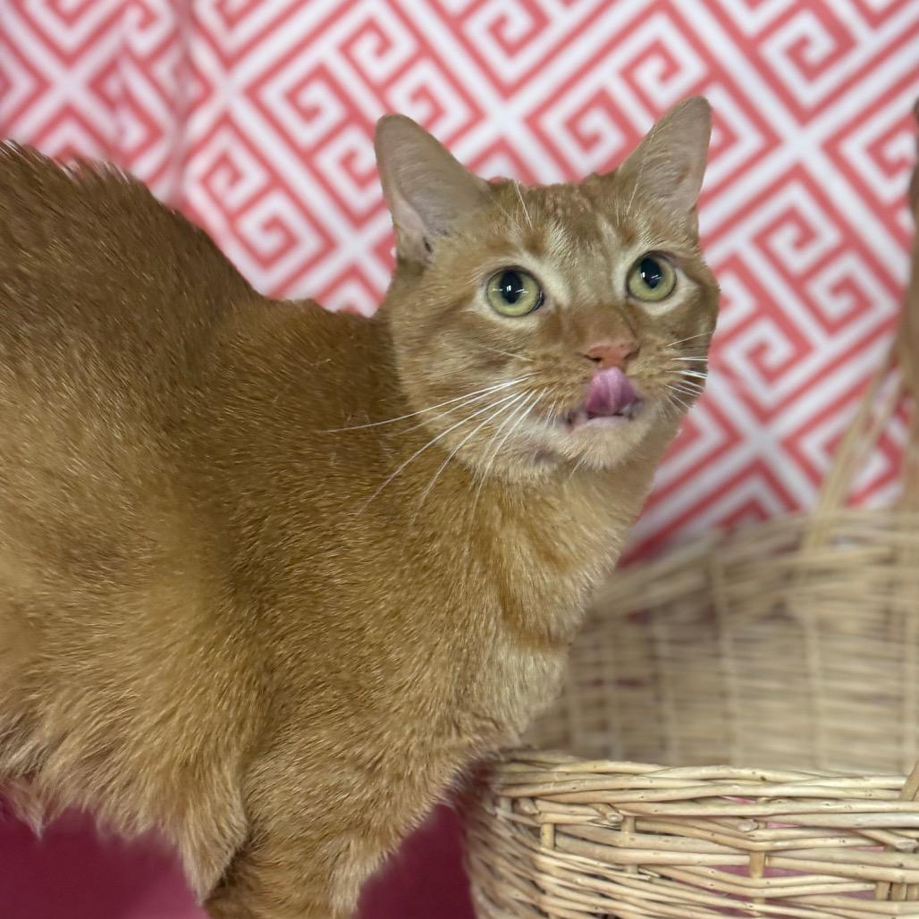 Sunrise 7330, a Adoptable Domestic Short Hair in Lansing, MI image 3/6
