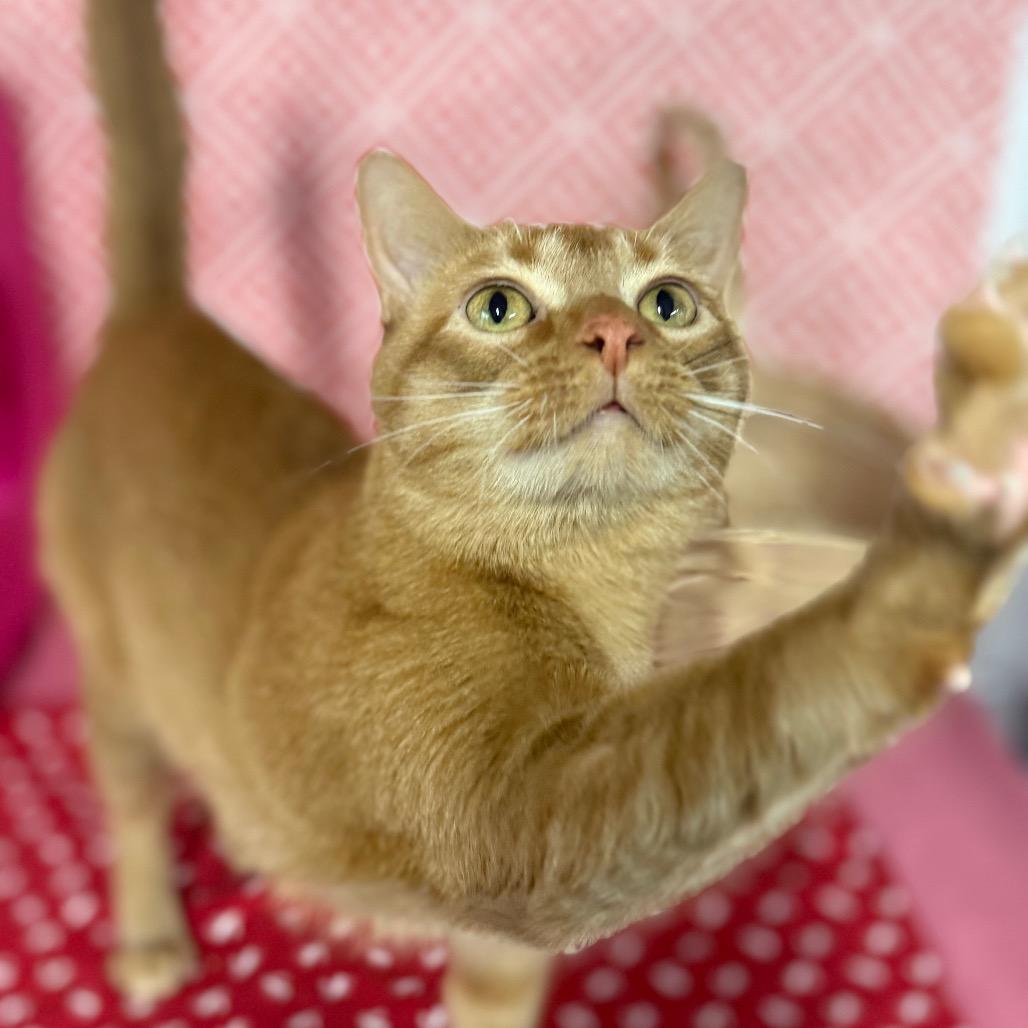 Sunrise 7330, a Adoptable Domestic Short Hair in Lansing, MI image 4/6