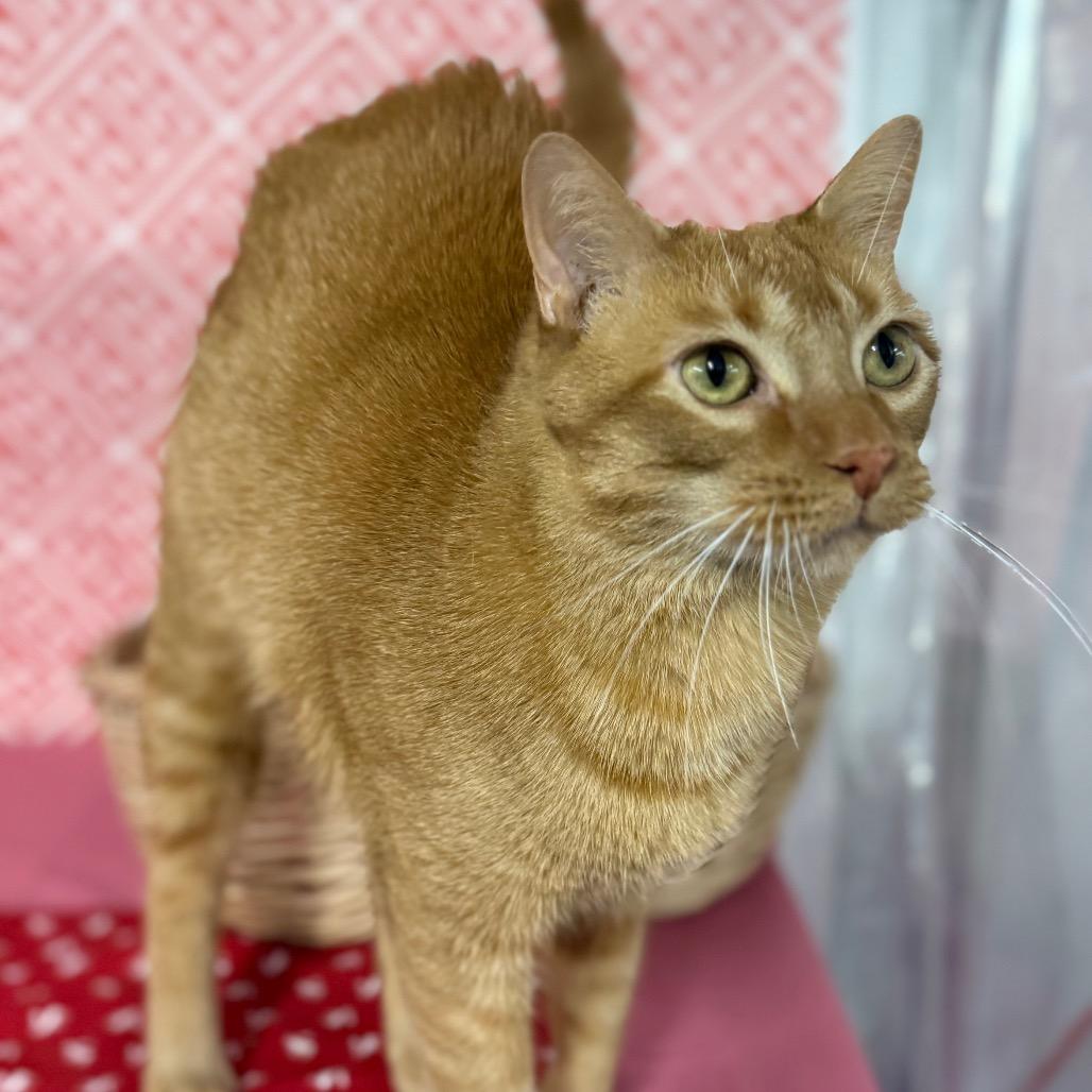 Sunrise 7330, a Adoptable Domestic Short Hair in Lansing, MI image 5/6