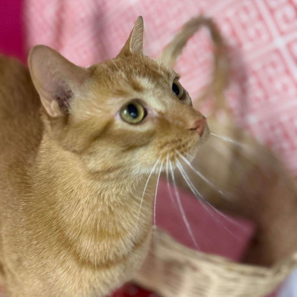 Sunrise 7330, a Adoptable Domestic Short Hair in Lansing, MI image 6/6