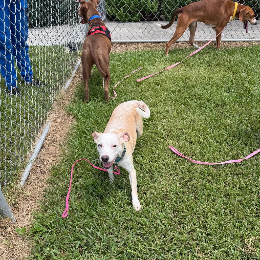 Sophie, Adoptable, Adult Female Mixed Breed & Mixed Breed.