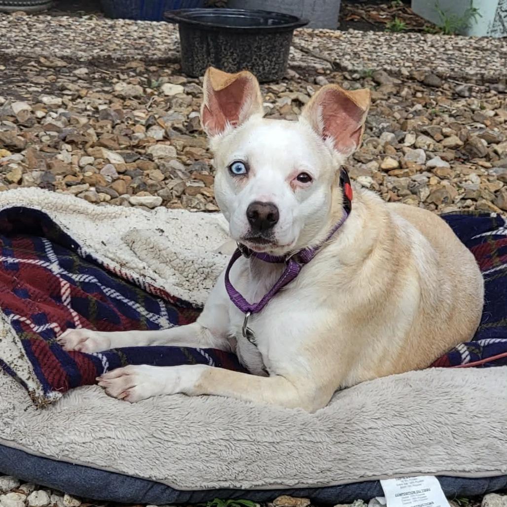 Enlarge Sophie, a Adoptable mixed breed in Dickinson, TX image 2/6
