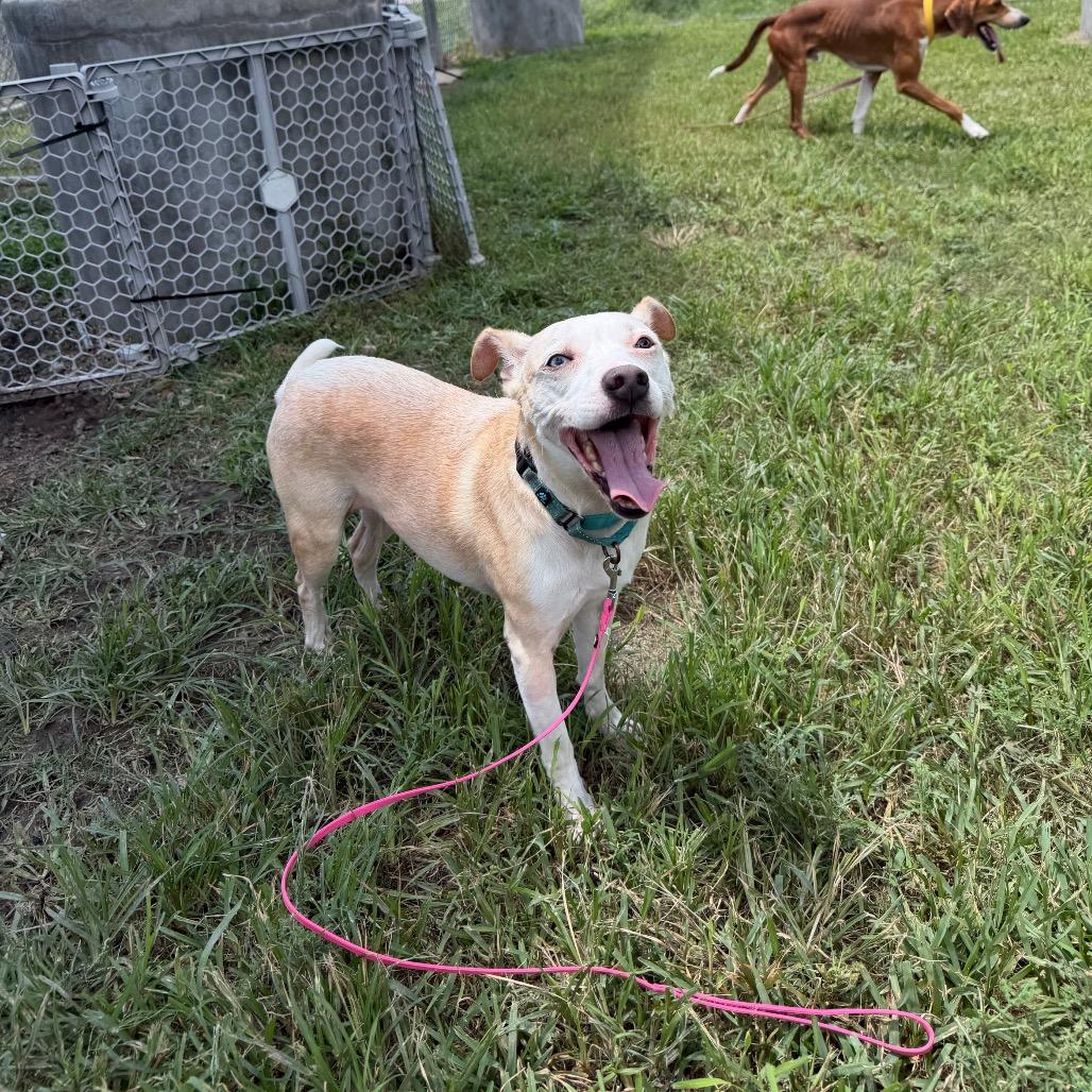 Enlarge Sophie, a Adoptable mixed breed in Dickinson, TX image 4/6
