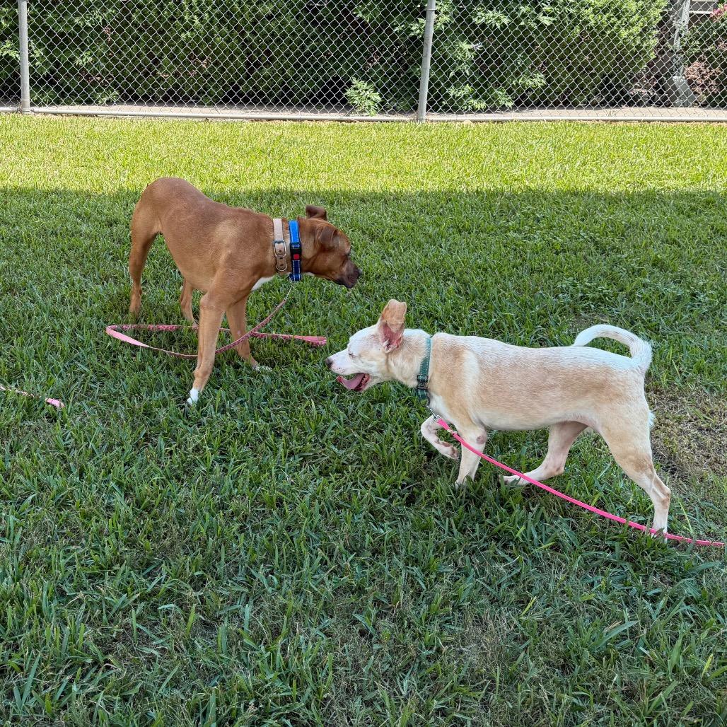 Enlarge Sophie, a Adoptable mixed breed in Dickinson, TX image 5/6