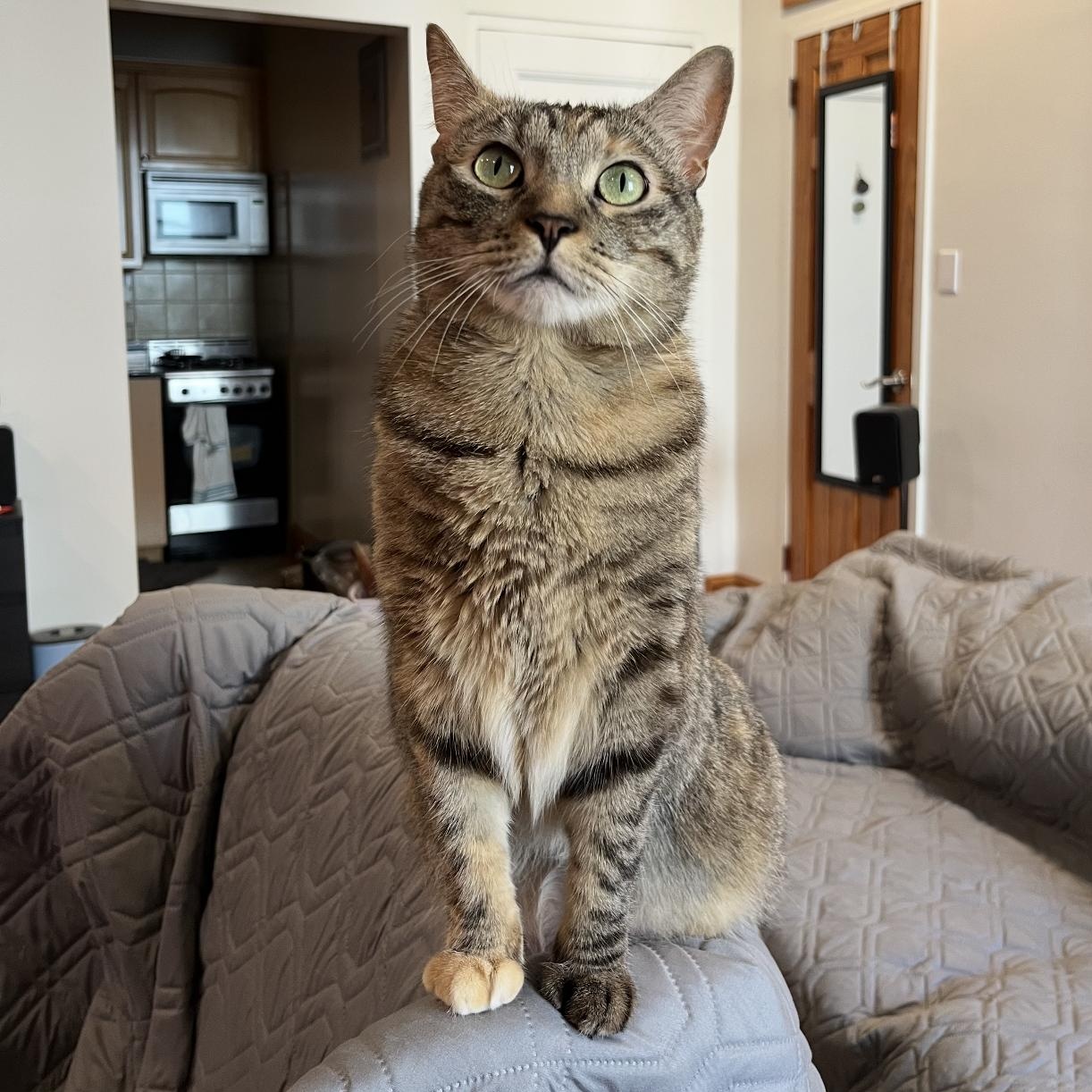 Kitty!, Adoptable, Young Female Domestic Short Hair.