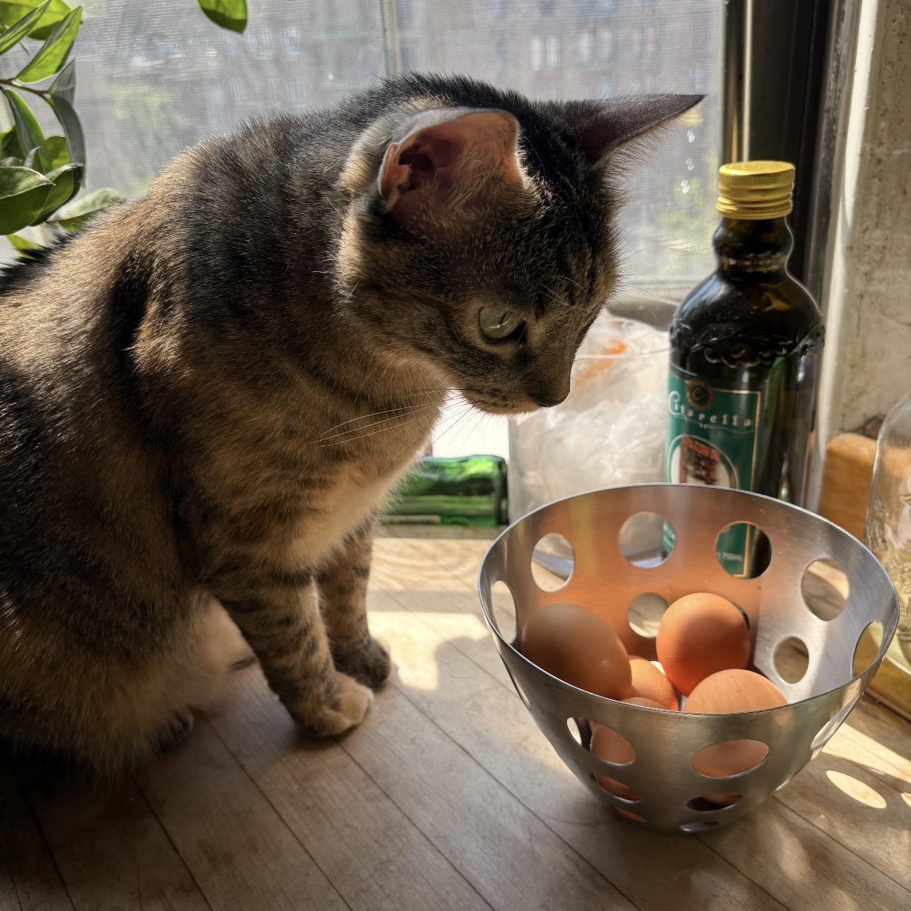 Enlarge Kitty!, a Adoptable mixed breed in New york, NY image 3/5