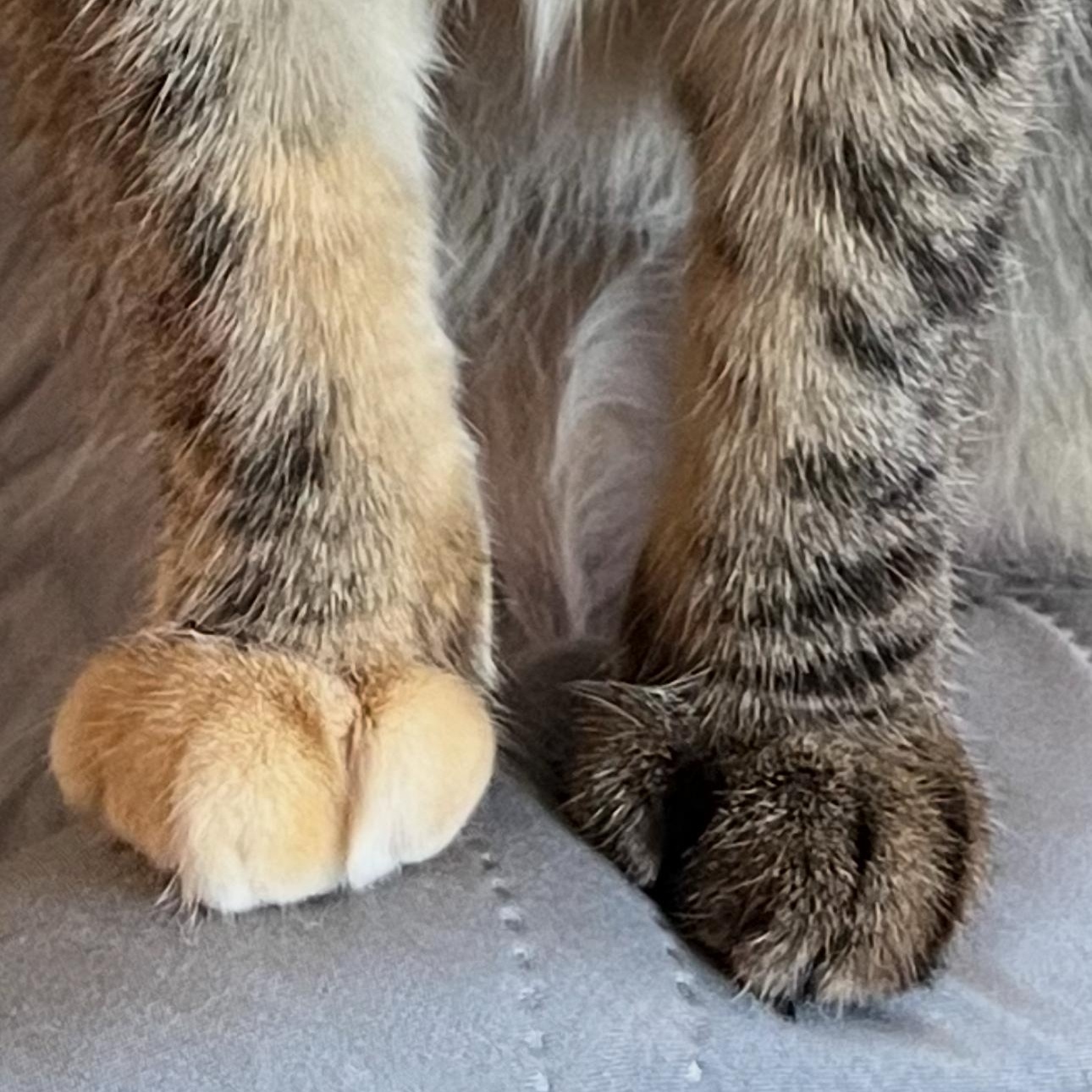 Enlarge Kitty!, a Adoptable mixed breed in New york, NY image 2/5