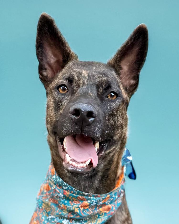 Aurora, Adoptable, Young Female Shepherd.